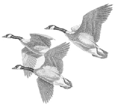 FLIGHT Team Logo - 3 Geese Flying